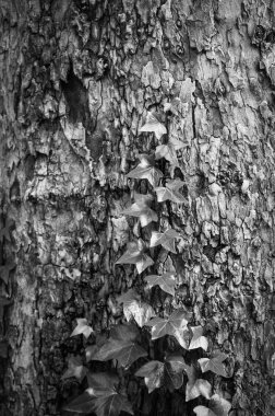 İspanyol şehirlerinin tarihi sokaklarında soyut duvar tasarımı 