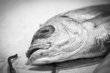 Balık pazarında taze deniz ürünleri - ahtapot, kabuk, istiridye, karides, kalamar, balık 