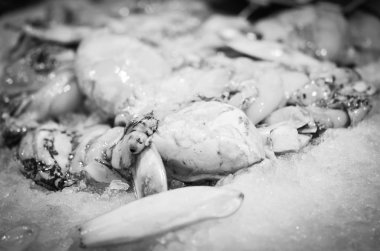 Balık pazarında taze deniz ürünleri - ahtapot, kabuk, istiridye, karides, kalamar, balık 