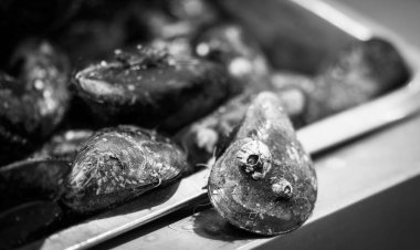 Balık pazarında taze deniz ürünleri - ahtapot, kabuk, istiridye, karides, kalamar, balık 