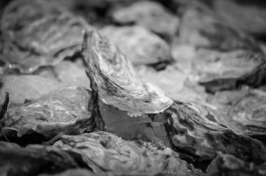 Balık pazarında taze deniz ürünleri - ahtapot, kabuk, istiridye, karides, kalamar, balık 