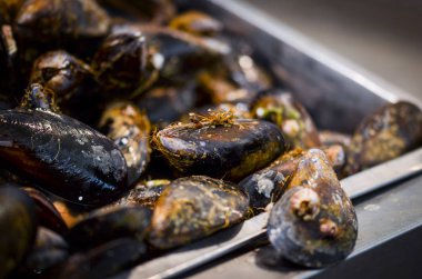 Balık pazarında taze deniz ürünleri - ahtapot, kabuk, istiridye, karides, kalamar, balık 