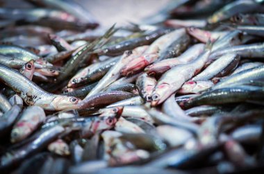 Balık pazarında taze deniz ürünleri - ahtapot, kabuk, istiridye, karides, kalamar, balık 