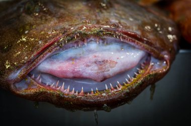 Balık pazarında taze deniz ürünleri - ahtapot, kabuk, istiridye, karides, kalamar, balık 