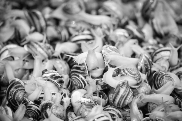 Свіжі Суміші Морепродуктів Рибному Ринку Восьминоги Мушлі Устриці Креветки Кальмари — стокове фото