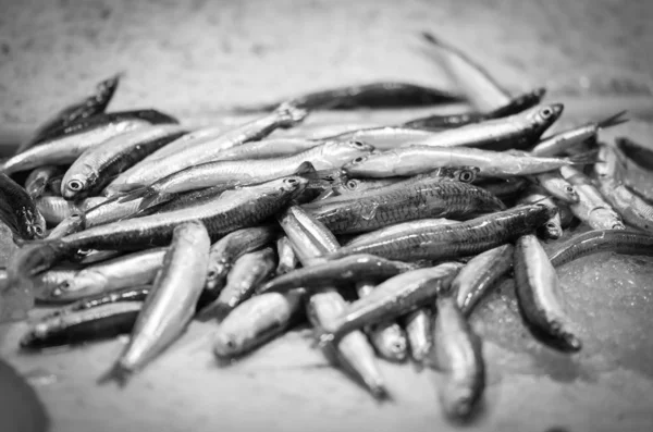 Balık Pazarında Taze Deniz Ürünleri Ahtapot Kabuk Istiridye Karides Kalamar — Stok fotoğraf