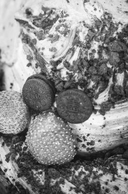 Lezzetli İtalyan dondurması. Taze meyve ve fındıklı. 