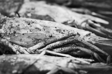 Limon soslu ve baharatlı taze karides.