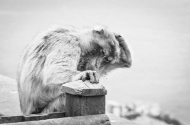 Cebelitarık maymunları, Cebelitarık Kayası 'ndaki vahşi yaşamı yakından görüyorlar.