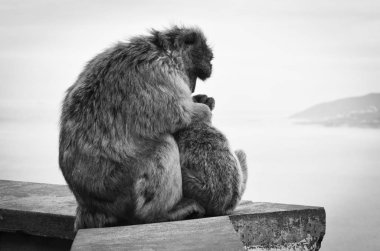 Cebelitarık maymunları, Cebelitarık Kayası 'ndaki vahşi yaşamı yakından görüyorlar.