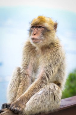 Cebelitarık maymunları, Cebelitarık Kayası 'ndaki vahşi yaşamı yakından görüyorlar.