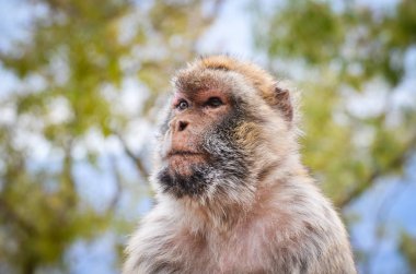 Cebelitarık maymunları, Cebelitarık Kayası 'ndaki vahşi yaşamı yakından görüyorlar.