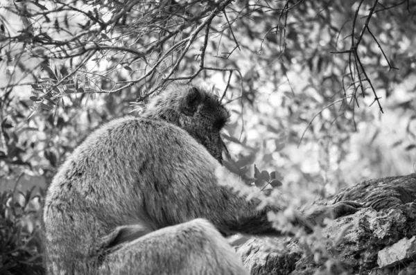 ジブラルタルサルは視界を閉じます ジブラルタル予約の岩の中の野生動物 — ストック写真