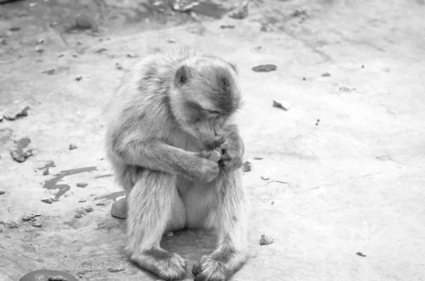 Monyet Gibraltar Menutup Pandangan Satwa Liar Dalam Batu Reservasi Gibraltar — Stok Foto