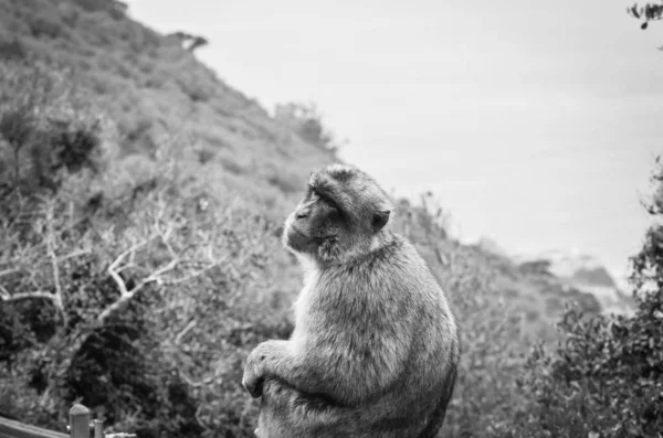 Gibraltar Monkeys Close View Wildlife Rock Gibraltar Reservation — Stock Photo, Image