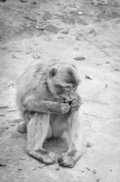 Singes Gibraltar Vue Près Faune Sauvage Dans Rocher Réserve Gibraltar — Photo