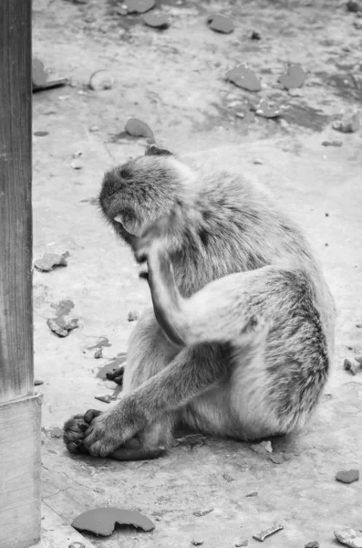 Gibraltar Affen Aus Nächster Nähe Wildtiere Felsen Des Gibraltar Reservats — Stockfoto