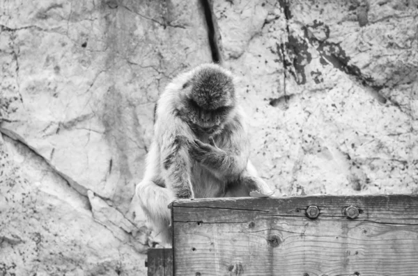 Monos Gibraltar Vista Cerca Vida Silvestre Dentro Roca Gibraltar Reserva —  Fotos de Stock