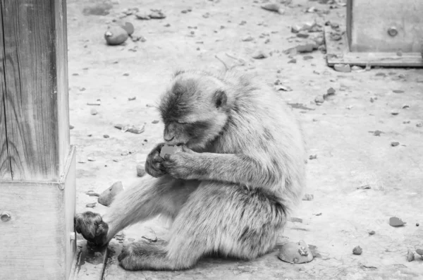 Singes Gibraltar Vue Près Faune Sauvage Dans Rocher Réserve Gibraltar — Photo