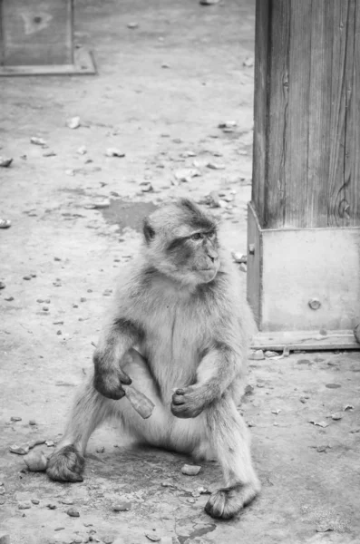 Gibraltar Opice Close View Divoká Zvěř Uvnitř Skály Gibraltar Rezervace — Stock fotografie