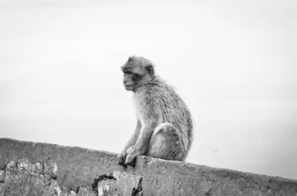 Gibraltar Affen Aus Nächster Nähe Wildtiere Felsen Des Gibraltar Reservats — Stockfoto