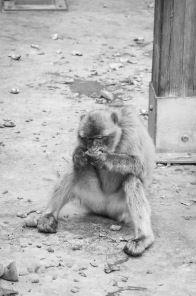 Scimmie Gibraltar Vista Vicino Fauna Selvatica All Interno Della Roccia — Foto Stock