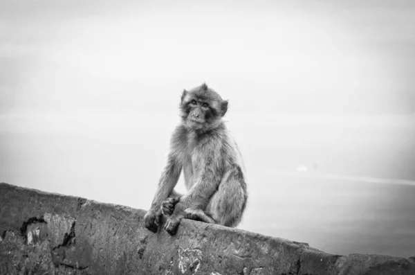 Gibraltar Affen Aus Nächster Nähe Wildtiere Felsen Des Gibraltar Reservats — Stockfoto