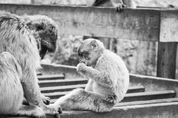 Monos Gibraltar Vista Cerca Vida Silvestre Dentro Roca Gibraltar Reserva —  Fotos de Stock