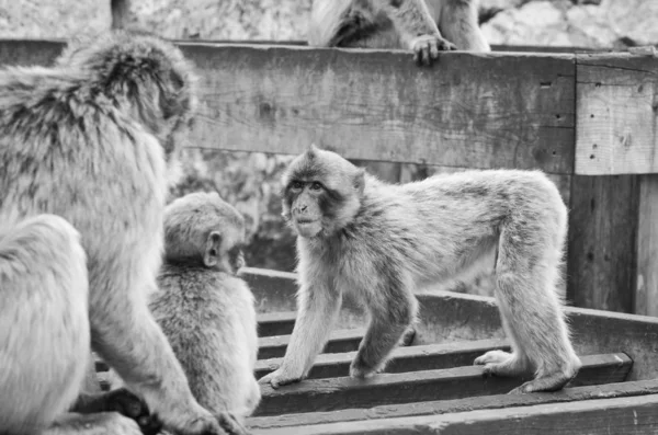 Monos Gibraltar Vista Cerca Vida Silvestre Dentro Roca Gibraltar Reserva —  Fotos de Stock