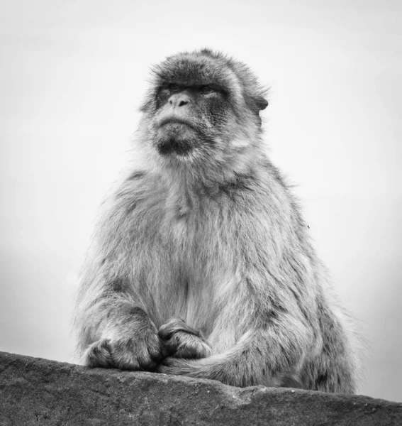 Gibraltar Affen Aus Nächster Nähe Wildtiere Felsen Des Gibraltar Reservats — Stockfoto