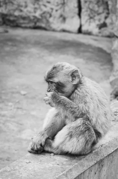 Monos Gibraltar Vista Cerca Vida Silvestre Dentro Roca Gibraltar Reserva —  Fotos de Stock