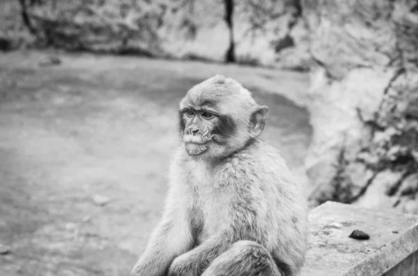 Macacos Gibraltar Vista Perto Vida Selvagem Dentro Rocha Reserva Gibraltar — Fotografia de Stock