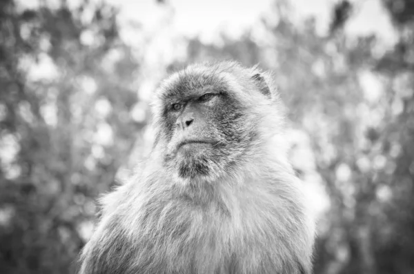 Monos Gibraltar Vista Cerca Vida Silvestre Dentro Roca Gibraltar Reserva — Foto de Stock