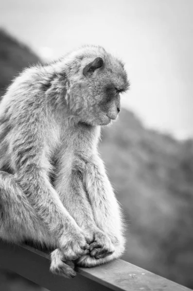 Monos Gibraltar Vista Cerca Vida Silvestre Dentro Roca Gibraltar Reserva — Foto de Stock