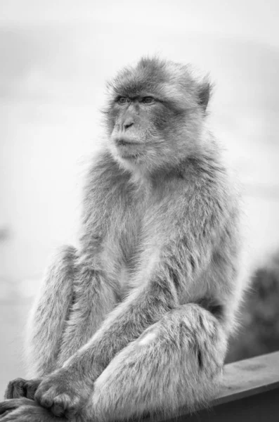 Gibraltar Monkeys Close View Wildlife Rock Gibraltar Reservation — Stock Photo, Image