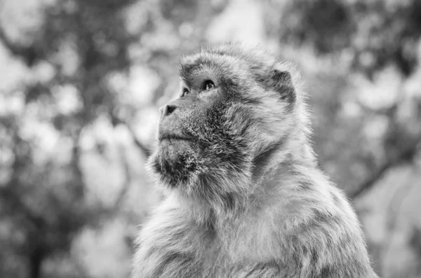 Gibraltar Affen Aus Nächster Nähe Wildtiere Felsen Des Gibraltar Reservats — Stockfoto