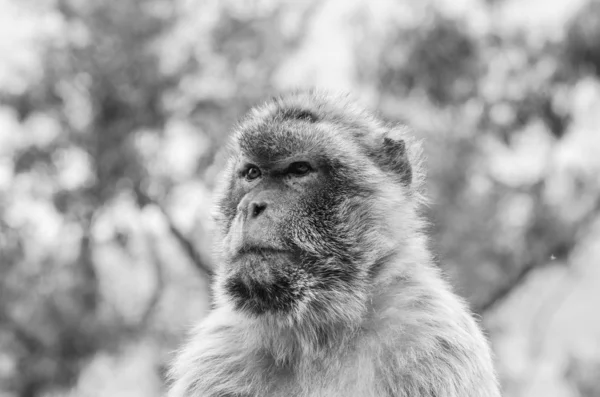 Гібралтарські Мавпи Крупним Планом Дика Природа Межах Гібралтарської Резервації — стокове фото
