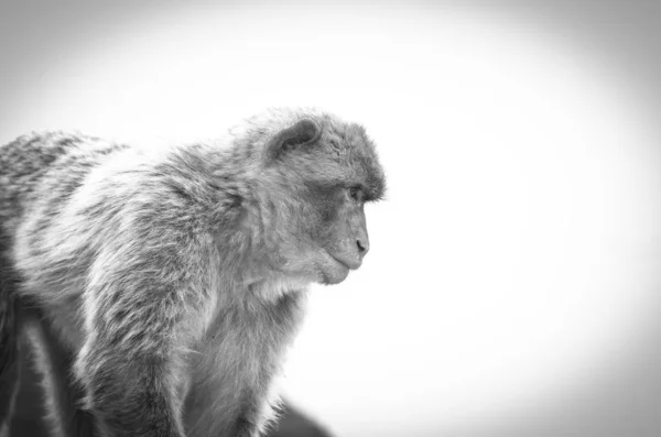 Monos Gibraltar Vista Cerca Vida Silvestre Dentro Roca Gibraltar Reserva — Foto de Stock