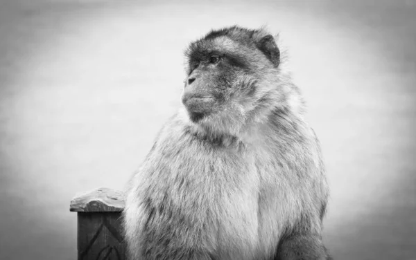 Macacos Gibraltar Vista Perto Vida Selvagem Dentro Rocha Reserva Gibraltar — Fotografia de Stock