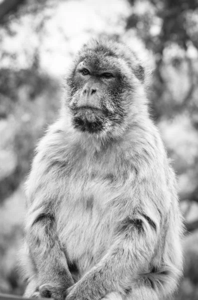 Macacos Gibraltar Vista Perto Vida Selvagem Dentro Rocha Reserva Gibraltar — Fotografia de Stock