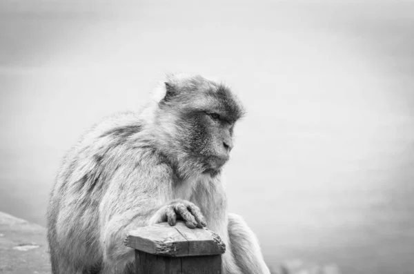 Singes Gibraltar Vue Près Faune Sauvage Dans Rocher Réserve Gibraltar — Photo