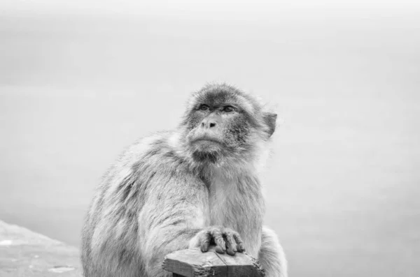 Macacos Gibraltar Vista Perto Vida Selvagem Dentro Rocha Reserva Gibraltar — Fotografia de Stock