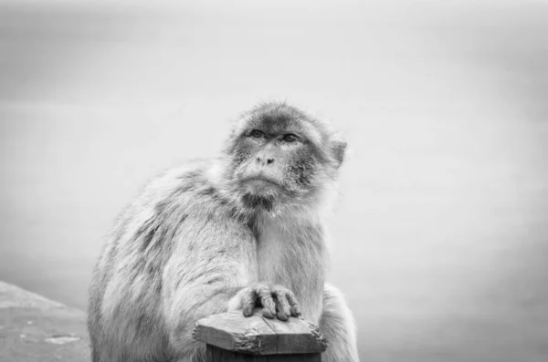 Monos Gibraltar Vista Cerca Vida Silvestre Dentro Roca Gibraltar Reserva — Foto de Stock