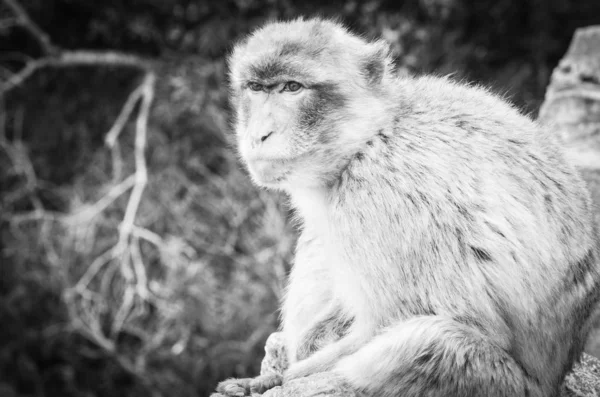 Gibraltar Affen Aus Nächster Nähe Wildtiere Felsen Des Gibraltar Reservats — Stockfoto