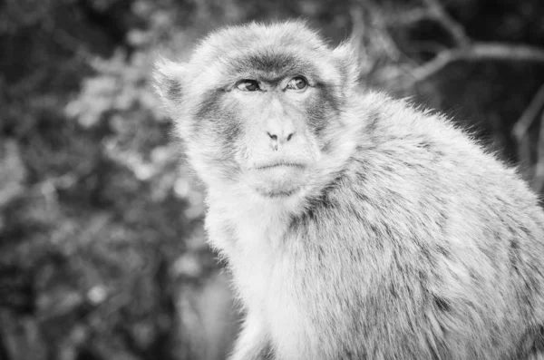 Monos Gibraltar Vista Cerca Vida Silvestre Dentro Roca Gibraltar Reserva —  Fotos de Stock