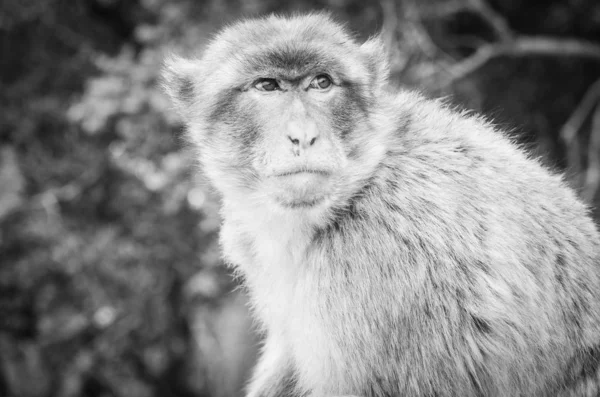Cebelitarık Maymunları Cebelitarık Kayası Ndaki Vahşi Yaşamı Yakından Görüyorlar — Stok fotoğraf