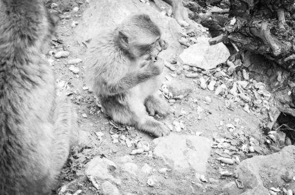 Gibraltar Affen Aus Nächster Nähe Wildtiere Felsen Des Gibraltar Reservats — Stockfoto