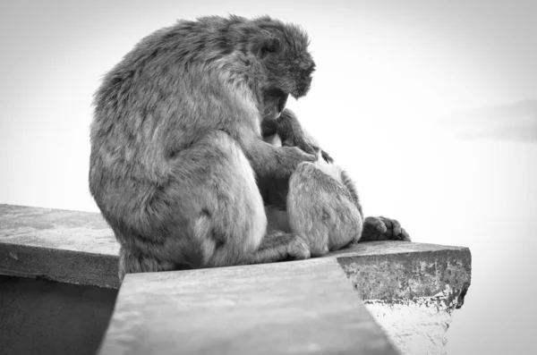 Gibraltar Affen Aus Nächster Nähe Wildtiere Felsen Des Gibraltar Reservats — Stockfoto