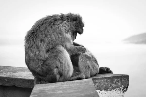 Monyet Gibraltar Menutup Pandangan Satwa Liar Dalam Batu Reservasi Gibraltar — Stok Foto