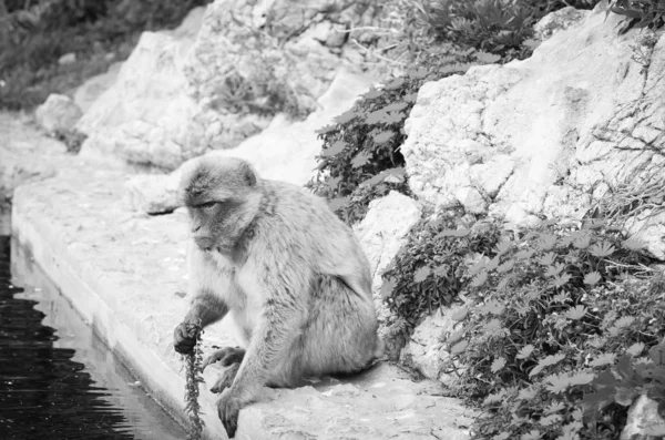 Monyet Gibraltar Menutup Pandangan Satwa Liar Dalam Batu Reservasi Gibraltar — Stok Foto